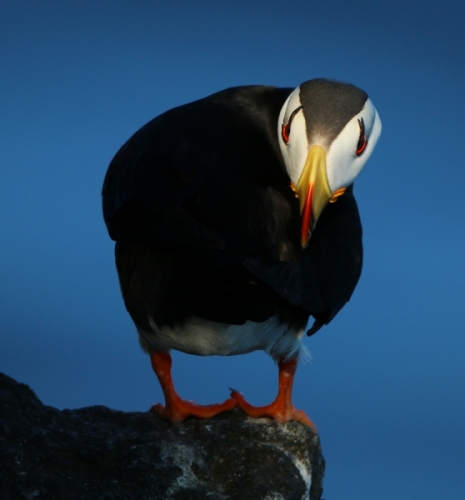 Puffin Light in Photographs